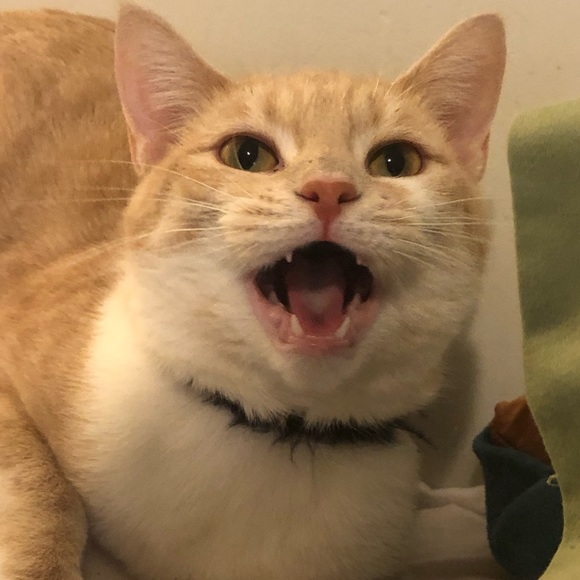 Meet Your Posher’s Posse- - Picture 10 of 12